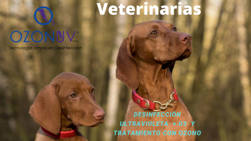 SOLUCIONES VETERINARIAS Y ZOOTECNIA imagen